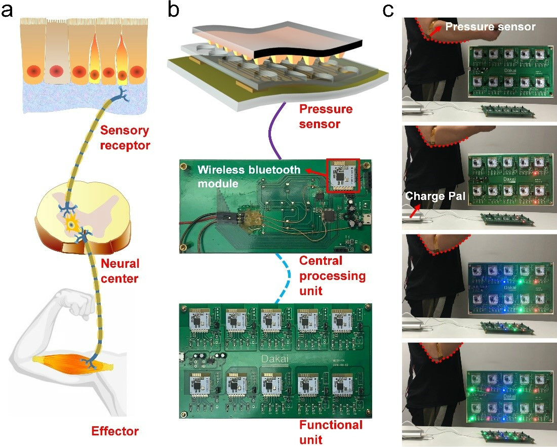 人體及人工反射弧概念示意圖、人工反射弧在真實(shí)場(chǎng)景中應(yīng)用實(shí)物圖